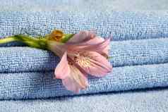 蓝色的毛巾花