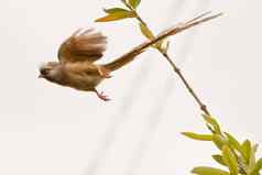 斑点Mousebird飞行
