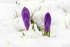 番红花属藏红花紫罗兰色的花朵春天花雪