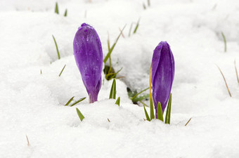 番红花属藏红花紫罗兰色的花朵春天花雪