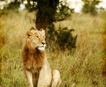 年轻的野生非洲狮子