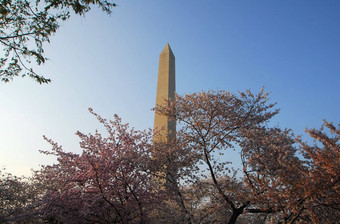 华盛顿纪念碑樱桃开花
