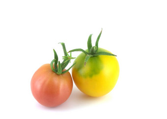 西红柿白色