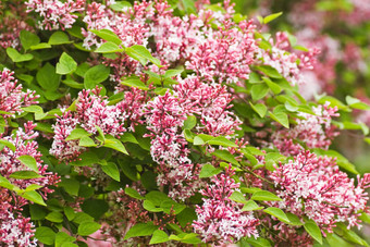 小香粉红色的<strong>紫丁香</strong>小叶植物花