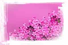 粉红色的花框架谜题花