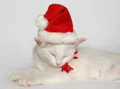 白色小猫圣诞节他