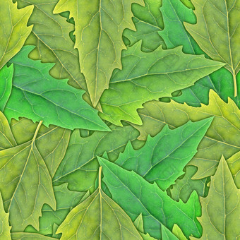 无缝的模式绿色树叶