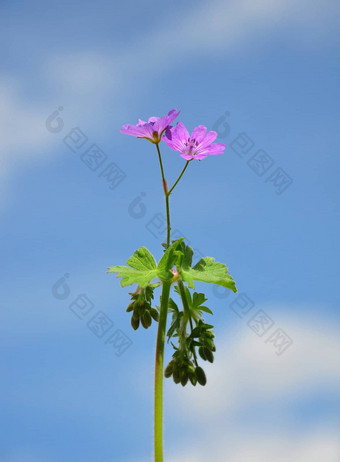 灌木篱墙起重机比尔天竺葵吡虫菊