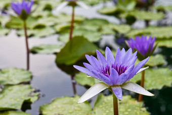 美丽的开花紫色的<strong>莲花池</strong>