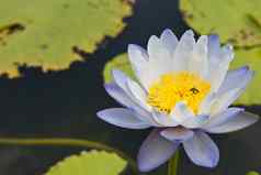 美丽的开花白色莲花蜜蜂黄色的花粉