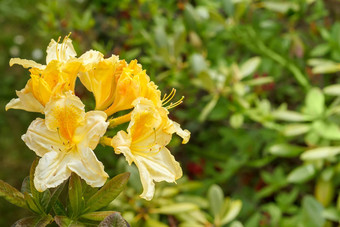 黄色的<strong>杜鹃花杜鹃花</strong>完整的布鲁姆