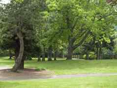 公园树