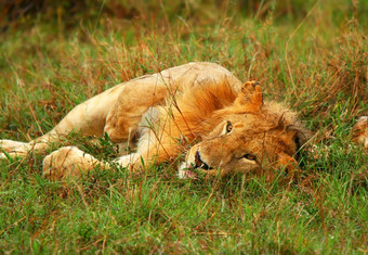 年轻的野生非洲狮子玩