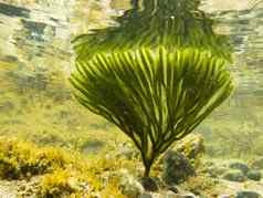 水下拍摄海藻植物表面反映了