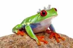 绿色红眼的青蛙