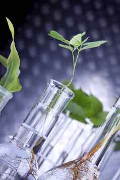 植物实验室遗传科学