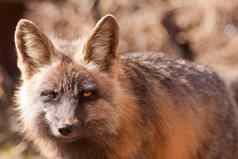 穿透加沙警报红色的狐狸属狐