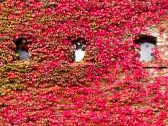 房子外观杂草丛生的充满活力的红色的秋天他来了
