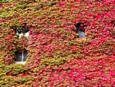 房子外观杂草丛生的充满活力的红色的秋天他来了
