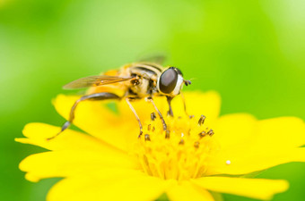 水果文件花文件徘徊文件宏