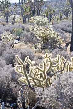 莫哈韦沙漠沙漠植物