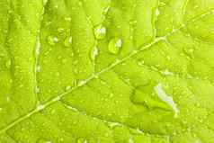 绿色叶水滴