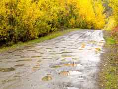 秋天雨农村污垢路黄色的柳树