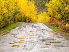 秋天雨农村污垢路黄色的柳树