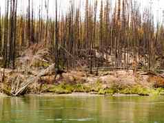 北方森林育空河河摧毁了火