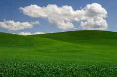 滚动绿色小麦字段蓬松的云春天下午惠特曼县华盛顿美国