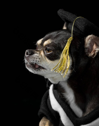 毕业狗