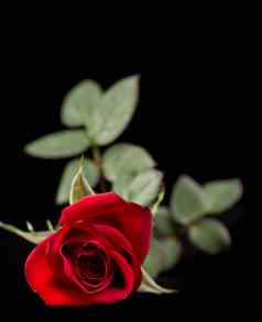 红色的玫瑰孤立的黑色的