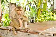 猴子坐表格