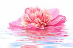 粉红色的牡丹花浮动水孤立的