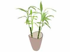 竹子植物能