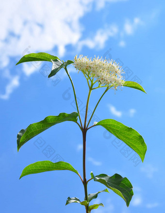 常见的山<strong>茱萸</strong>山 <strong>茱萸</strong>sanguinea