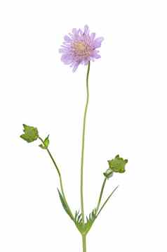 小山萝卜属植物scabiosa骨灰堂