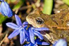 青蛙欧洲常见的春天花