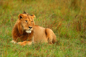 肖像年轻的野生非洲狮子