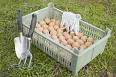 盒子种子土豆花园工具