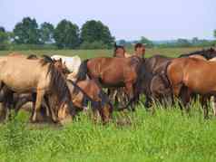 集团马年轻的小马队绿色草地