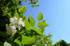白色淡紫色花布鲁姆绿色植物蓝色的天空