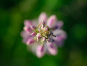 美丽的花