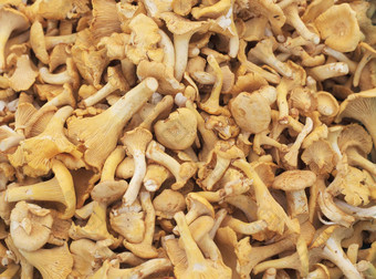 chantarelles