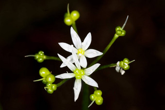 花野生大蒜