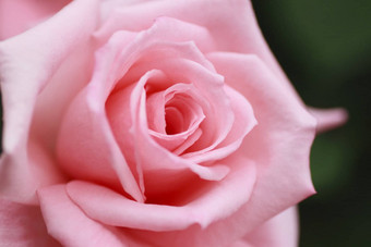 美丽<strong>的玫瑰</strong>花园