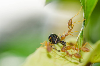 红色的蚂蚁团队合作绿色自然