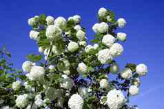 雪球白色花朵蓝色的天空荚莲属的植物opulus