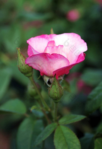 粉红色的玫瑰花圃