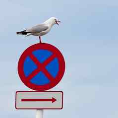 海鸥栖息嘴开放停止roadsign